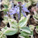 Plectranthus neochilus variegatus - Lobster Flower - April