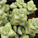 Crassula rupestris