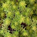 Sedum SUNSPARKLER® 'Angelina's Teacup'