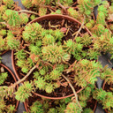 Sedum Sunsparkler® 'Angelina's Teacup' [large] - June