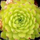 Chick Charms® Key Lime Kiss™ (Young) - July