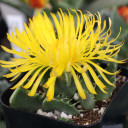 Faucaria felina - Tiger Jaws Flower