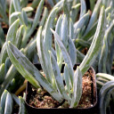 Senecio mandraliscae (now Curio talinoides var. mandraliscae) - Blue Chalksticks - February