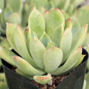 Echeveria 'Reia Tanaka'