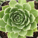 Sempervivum 'Novak' - December