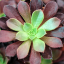 Aeonium 'Phoenix Flame' - January