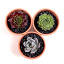 Top Dressing - Black Deco Pebbles in three 3.0" Pots