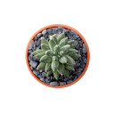 Top Dressing - Grey Deco Pebbles in three 3.0" Pot