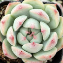 Echeveria 'Tippy' - August