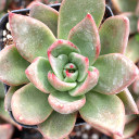 Echeveria agavoides 'Bronze Beauty'