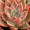 Echeveria agavoides 'Bronze Beauty' - January