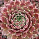 Chick Charms® Bing Cherry™ - May