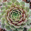 Chick Charms® Bing Cherry™ - Winter