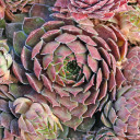 Chick Charms® Bing Cherry™ (Outdoors) - November