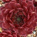 Chick Charms® Bing Cherry™ (Outdoors) - May