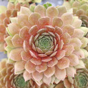 Chick Charms® Bing Cherry™  - July