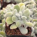 Echeveria pulvinata f. cristata 'Frosty' (side view)