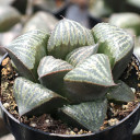Haworthia magnifica var. splendens
