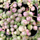 Senecio (now Curio) rowleyanus f. variegatus - Variegated String of Pearls - July