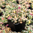 Senecio (now Curio) rowleyanus f. variegatus - Variegated String of Pearls