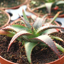 Aloe 'Sparkling Burgundy' [large]