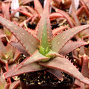 Aloe 'Sparkling Burgundy' - July
