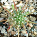 Euphorbia mammillaris f. variegata - Indian Corn Cob