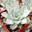 Graptoveria 'Filina'