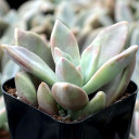 Graptopetalum 'Rose Queen'