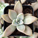 Graptopetalum 'Rose Queen'