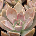 Graptopetalum 'Rose Queen'