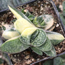 Gasteria bicolor var. liliputana f. variegata