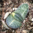 Gasteria bicolor var. liliputana f. variegata