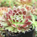 Sempervivum 'Urmina' (Young) - July