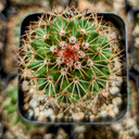 Mammillaria backebergiana ssp. ernestii
