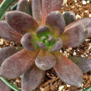 Echeveria affinis 'Black Knight' [large]