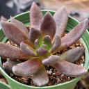 Echeveria affinis 'Black Knight' [large] (Side View)
