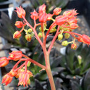 Echeveria affinis 'Black Knight' - Bloom