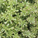 Sedum nevii 'Pink Form' [limited] 3