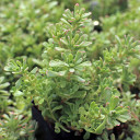 Sedum nevii 'Pink Form' [limited] Alt