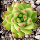 Haworthiopsis greenii var. greenii