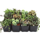 Trailing & Strings Succulent 12-Pack