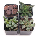 Rare & Unique Succulent Pack (6-12 Plants, 2" Pots) - Alt Plants