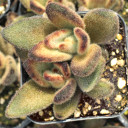 Kalanchoe tomentosa 'Chocolate Soldier'