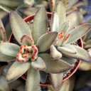Kalanchoe tomentosa 'Chocolate Soldier' [large]