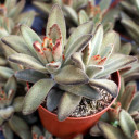 Kalanchoe tomentosa 'Chocolate Soldier' [large] Alt