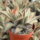 Kalanchoe tomentosa 'Chocolate Soldier' [large] (Side View)