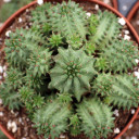 Euphorbia susannae - Suzanne's Spurge - Top