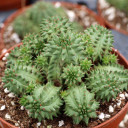 Euphorbia susannae - Suzanne's Spurge