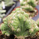 Cereus repandus f. monstrosus 'Petra' [large]